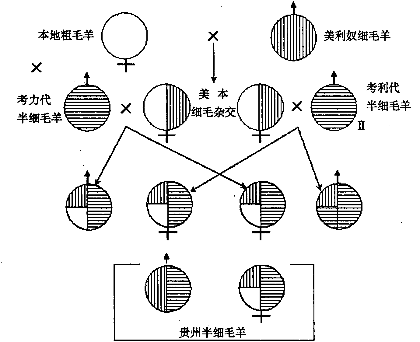 第三节 贵州半细毛羊的杂交培育